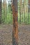 sick brown pine with dry fallen bark in the forest