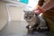 A sick cat of gray color of the Brin breed in the hands of the owner on examination in a veterinary clinic on the table