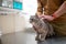 A sick cat of gray color of the Brin breed in the hands of the owner on examination in a veterinary clinic on the table