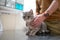 A sick cat of gray color of the Brin breed in the hands of the owner on examination in a veterinary clinic on the table