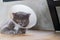 Sick cat with veterinary cone collar