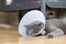 Sick cat with veterinary cone collar