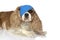 SICK CAVALIER DOG WITH A BLUE BANDAGE ON HEAD AND EYE BOOGER ISO