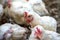 Sick chicken or Sad chicken in farm,Epidemic, bird flu.