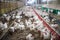 Sick chicken or Sad chicken in farm,Epidemic, bird flu.