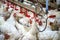 Sick chicken or Sad chicken in farm,Epidemic, bird flu.