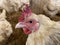 Sick Chickens, Disease Outbreaks, Avian Influenza Symptoms and clinical signs with high mortality