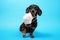Sick Dachshund dog, black and tan, wearing white antivirus medical mask on a blue background. concept of pet protection.