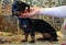 Sick dachshund puppy HYDROCEPHALIA