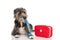 SICK DOG. INJURED AND FUNNY BLACK PUPPY LYING DOWN BITTING AND REMOVING A BLUE BANDAGE OR ELASTIC BAND ON FOOT, PAW AND A