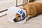 A sick dog with a protective collar and blue bandage is lying on