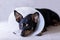 Sick Dog With Protective Elizabethan Collar Pets Veterinary Clinic