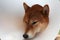 Sick dog. Sad Shiba inu dog wearing protective with cone collar