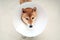 Sick dog. Sad Shiba inu dog wearing protective with cone collar
