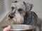 Sick dog won\'t eat not hungry