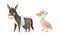 Sick Donkey and Goose Animal with Bandage on Belly and Collar on Neck Vector Set