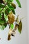 Sick gardenia plant with falling yellow leaves because of parasites, water or wrong temperature