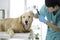 Sick Golden Retriever dog in the veterinary clinic. The vet is checking the health of the Golden Retriever dog