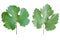 Sick grape leaf closeup isolated