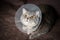 Sick gray Scottish Straight breed cat wearing pet medical collar cone Elizabethan collar to avoid licking at house