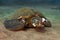 Sick Green Sea Turtle