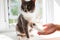 Sick grey cat patient transparent e-collar therapy paw