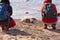 sick grey seal on the beach of Rügen (Baltic Sea)