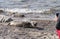 sick grey seal on the beach of Rügen (Baltic Sea)