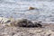 sick grey seal on the beach of Rügen (Baltic Sea)