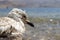 Sick gull bird by the sea, close-up.