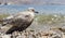 Sick gull bird by the sea, close-up.
