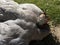 Sick Helmeted guinea fowl closeup