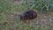 Sick homeless black cat sits on the grass on the street and coughs.