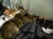Sick homeless kittens sleep together