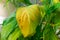 Sick houseplant with brown spots on yellowed leaves, selective focus