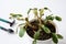 Sick houseplant close-up against the background of gardening tools. Sick dry cactus.