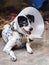 Sick injured old dalmatian dog no purebred wearing semi transparent flexible plastic protective collar