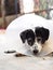 Sick injured old dalmatian dog no purebred wearing semi transparent flexible plastic protective collar