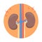 Sick kidneys concept. Unhealthy organ suffer from pain