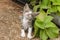 Sick Kitten Beside Mint Plant