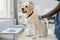 Sick labrador dog sitting on mrdical table during examination
