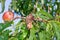 Sick leaves and peach fruits in the garden on a tree close-up macro. Peach Orchard Disease Concept