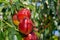 Sick leaves and peach fruits in the garden on a tree close-up macro. Peach Orchard Disease Concept