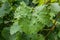 Sick Leaves Wine plant infected at the german Wine Region Moselle River