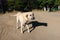 Sick and lonely stray dog â€‹â€‹trying to stand and its shade on ground