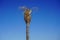 Sick palm tree during the red weevil worm plague on the beach under a blue sky in Spain