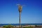 Sick palm tree during the red weevil worm plague on the beach under a blue sky in Spain