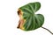 Sick Philodendron houseplant leaf with dry brown and yellow leaf tips and spots