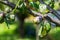 Sick plum fruit and tree leaves close up