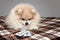 Sick Pomeranian puppy laying next to the tablets for the treatment after a visit to the veterinary clinic. The treatment and care